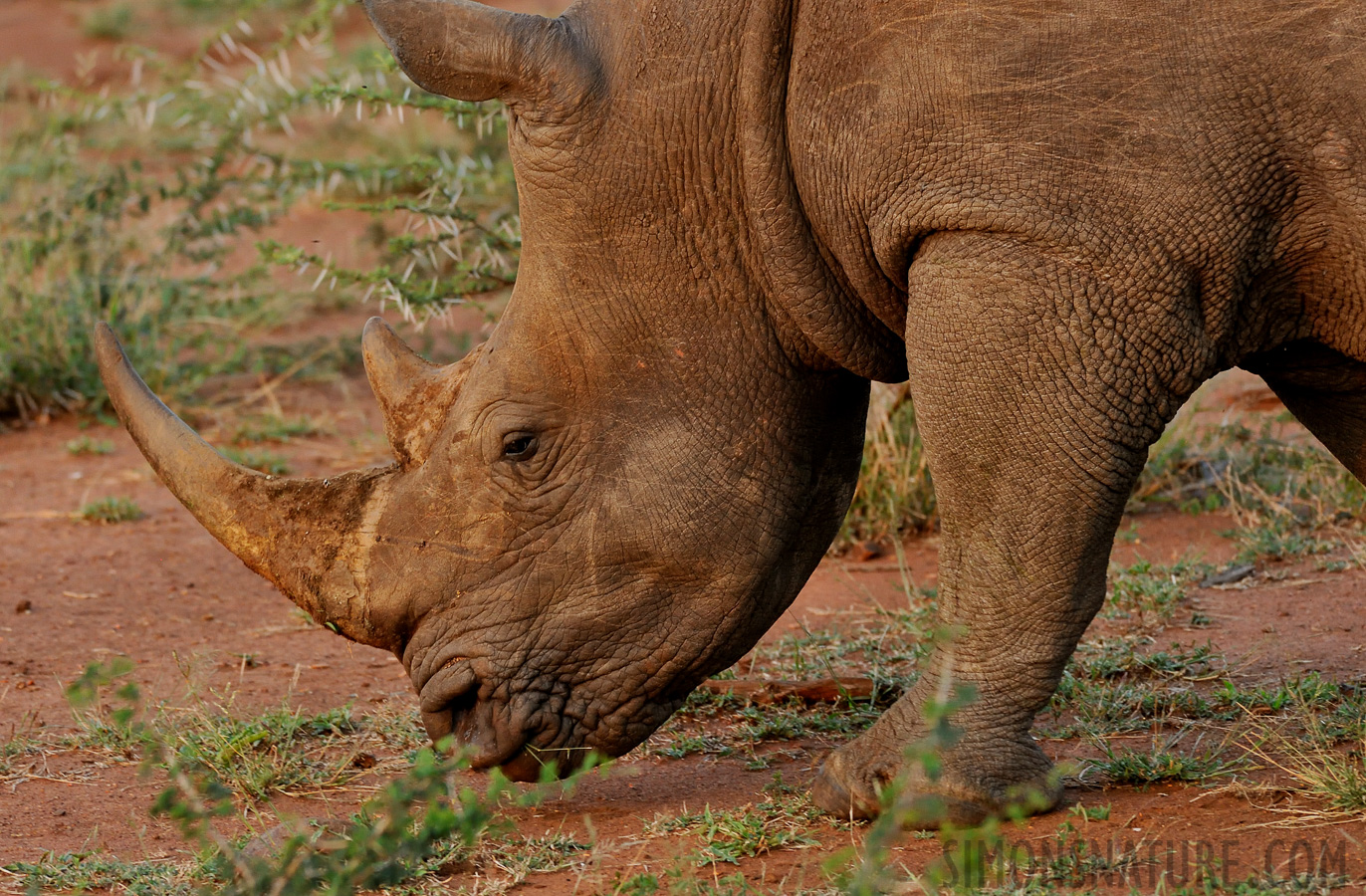 Ceratotherium simum simum [280 mm, 1/320 sec at f / 6.3, ISO 2500]